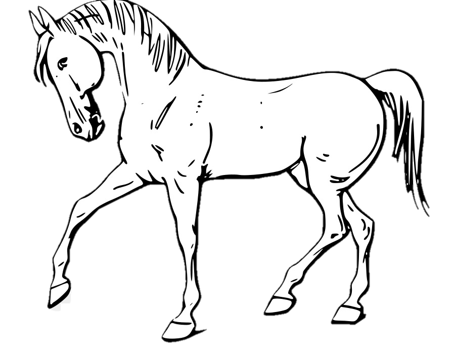 Drawn Horse Png
