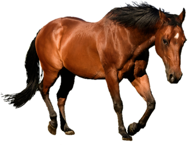 horse-png-from-pngfre-19