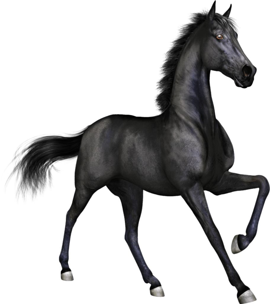Transparent Black Horse Png