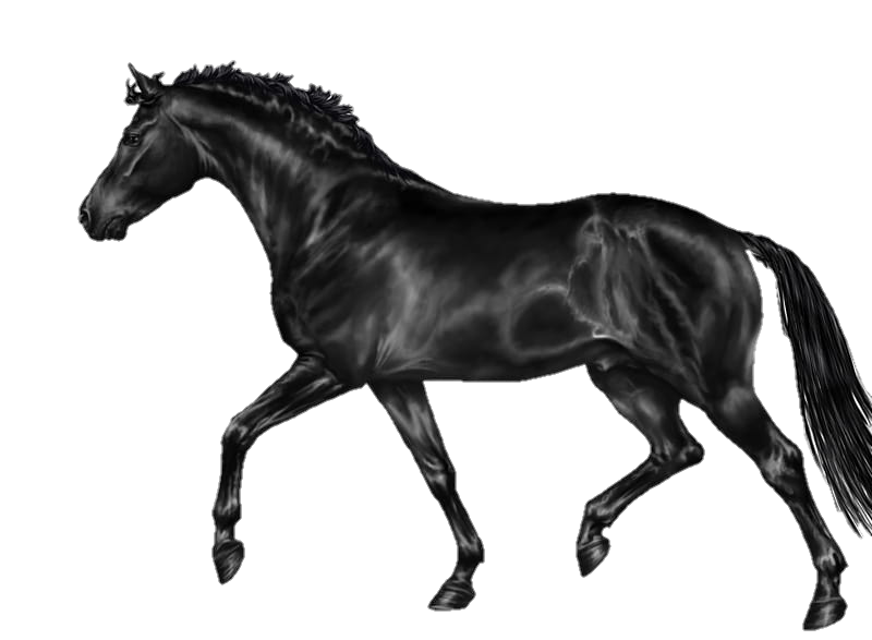 Black Horse Png