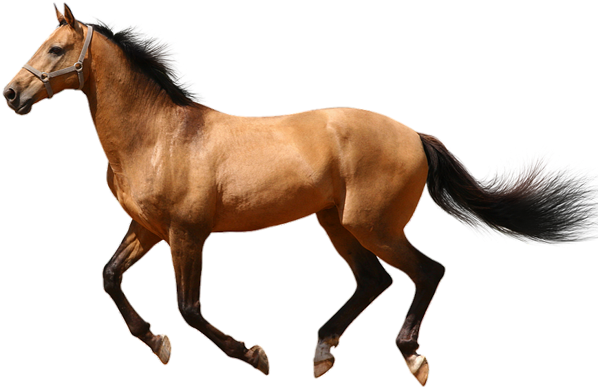 horse-png-from-pngfre-9