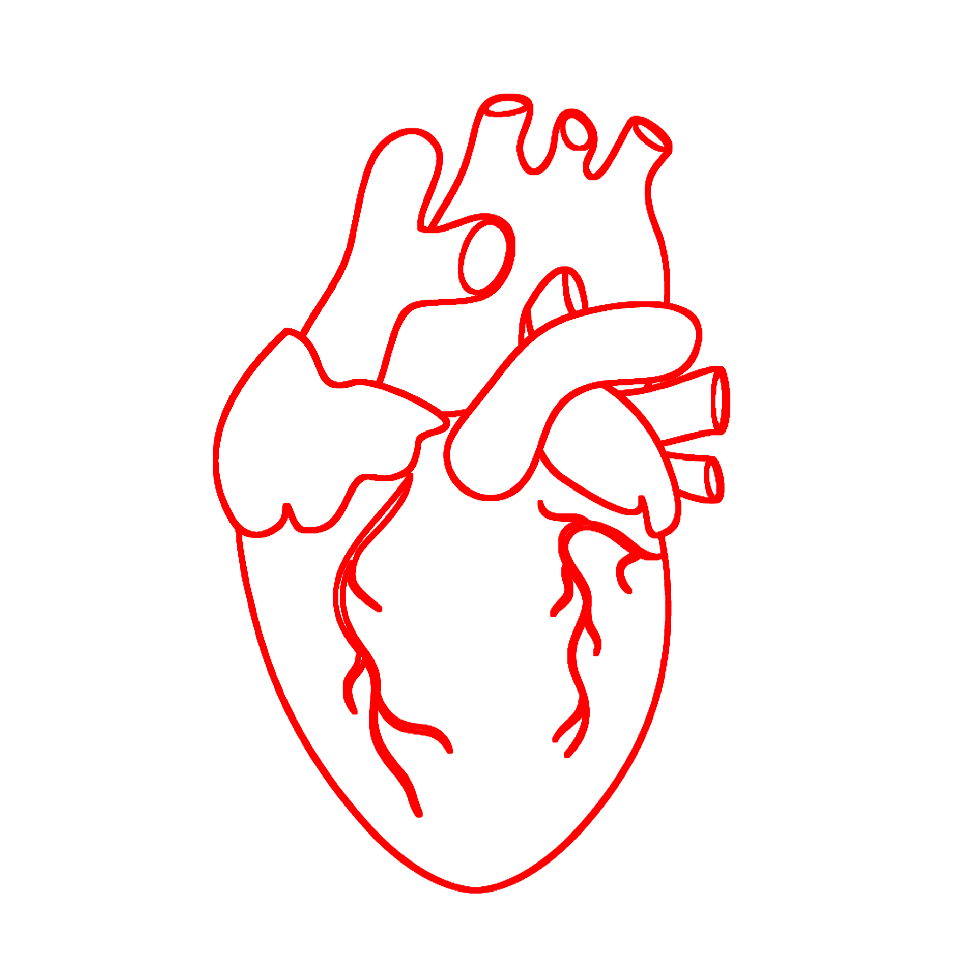 human-heart-26