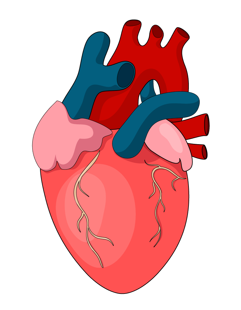 Heart Blood PNG Transparent Images Free Download