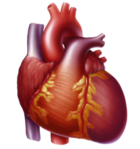 3D Human Heart Png
