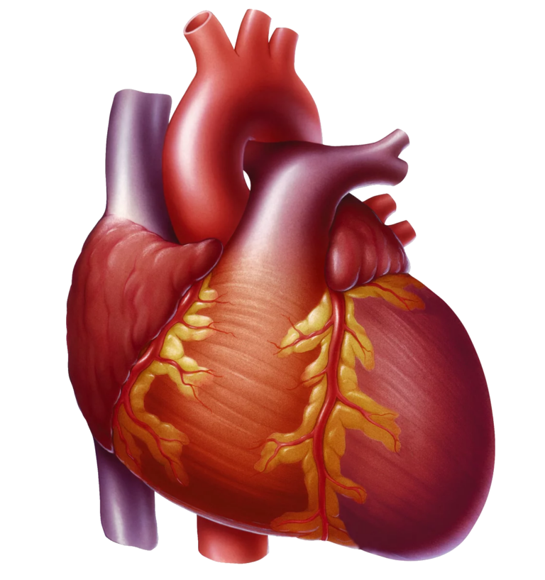 Human Heart PNG Transparent Images Free Download - Pngfre