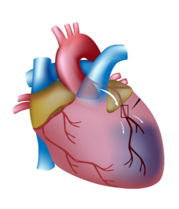 Circulatory System Human Heart Png