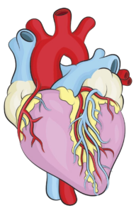 Human Heart clipart Png