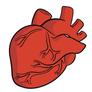 Human Heart clipart Png