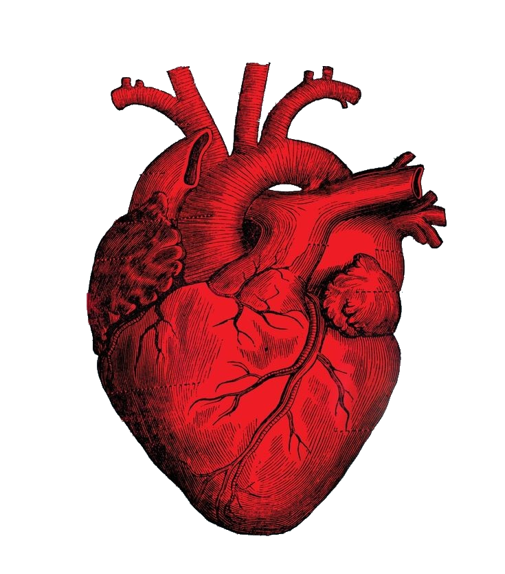 Anatomical Human Heart Png