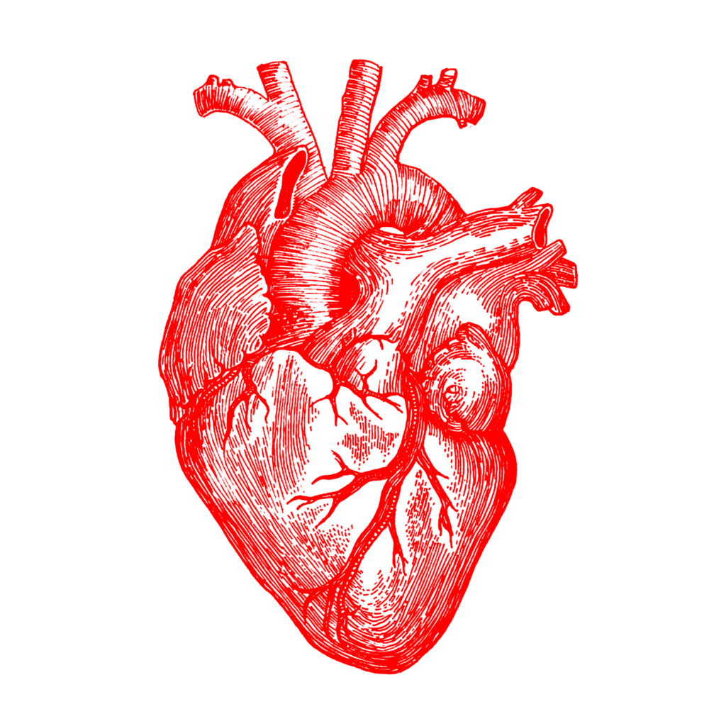 Human Heart PNG Transparent Images Free Download - Pngfre