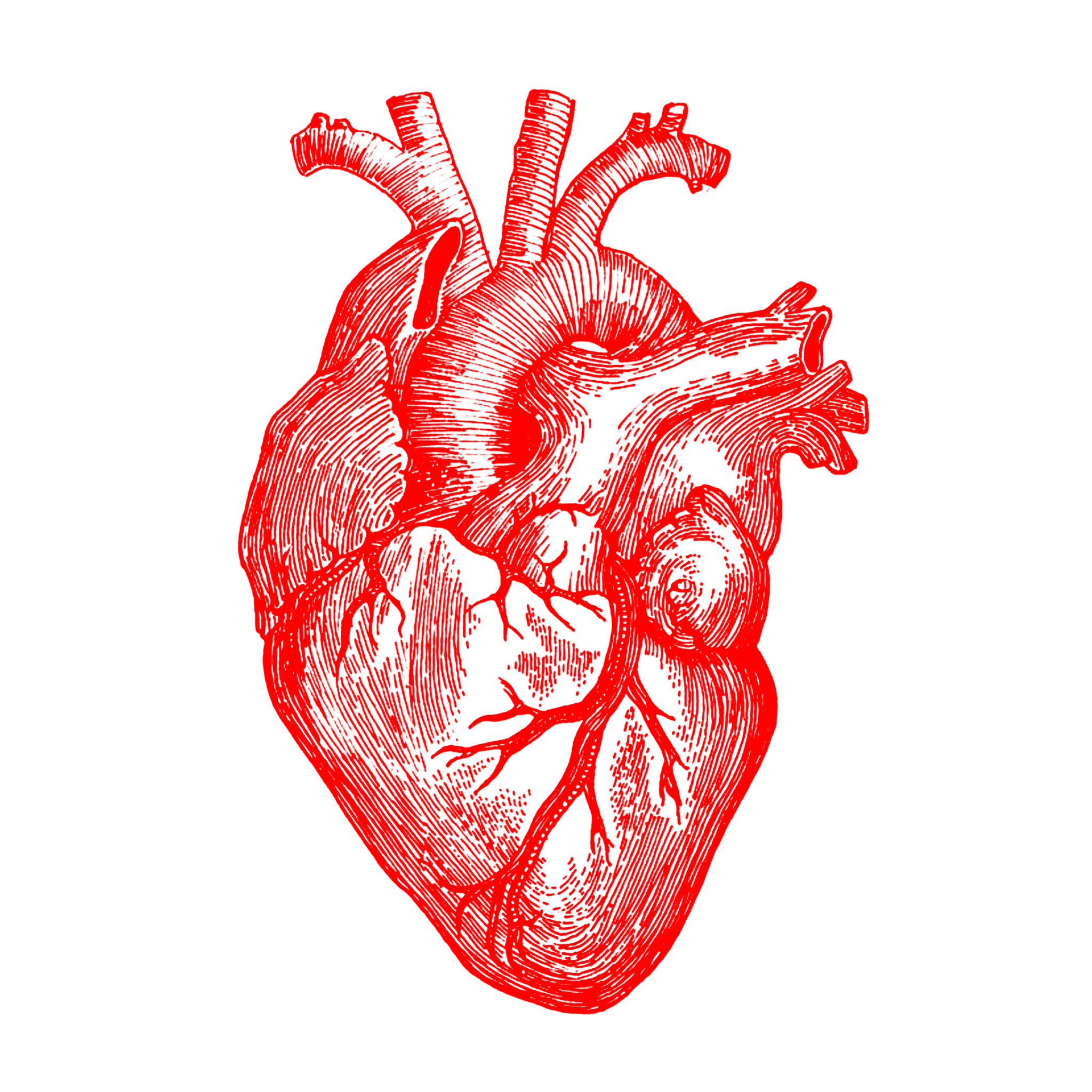 Human Heart PNG Transparent Images Free Download - Pngfre