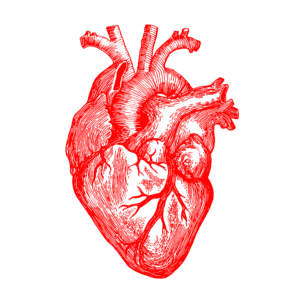 Human Heart Sketch Png