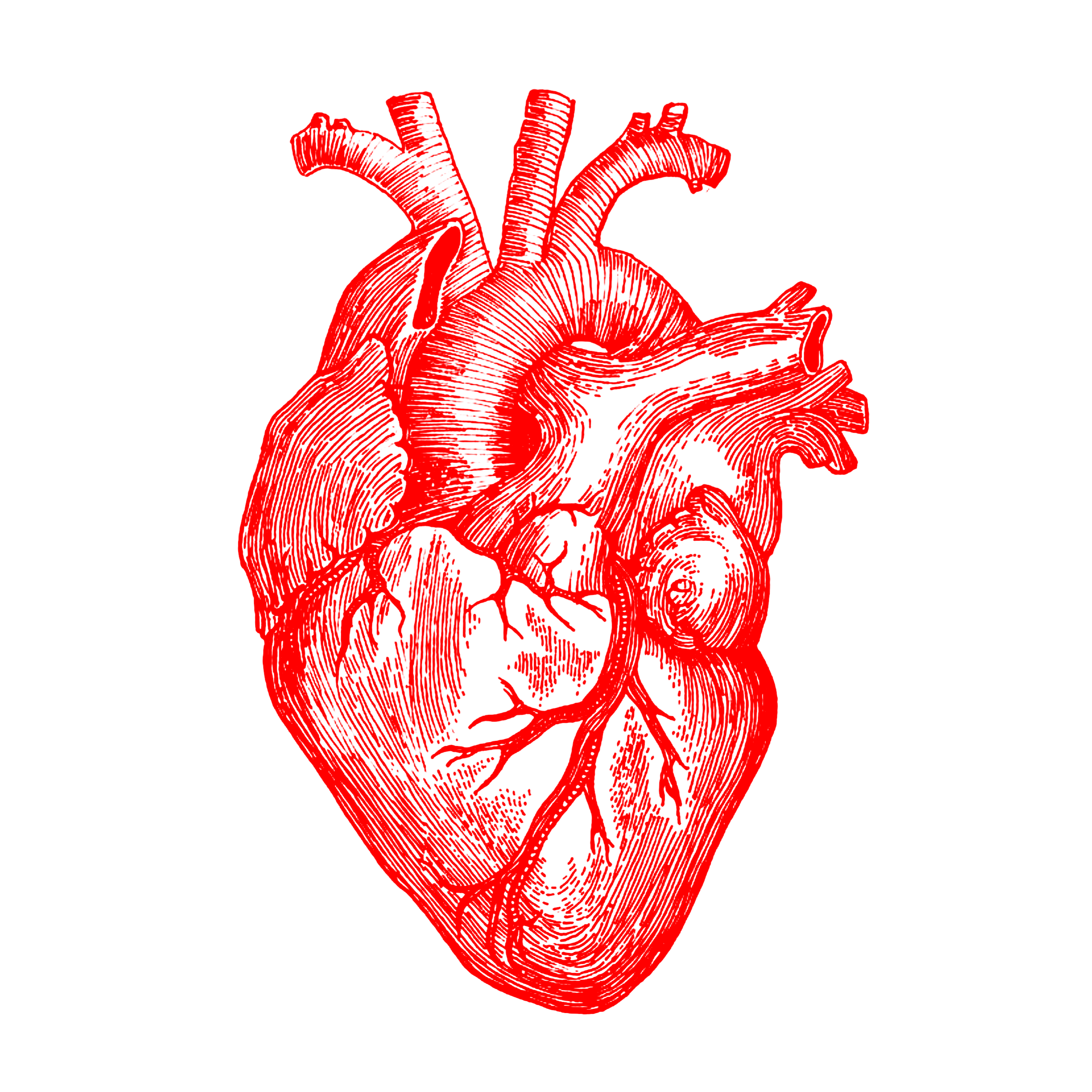 human-heart-39