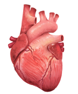 Human Heart Drawing Png