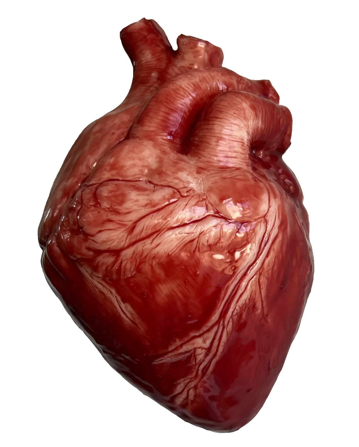 human-heart-42