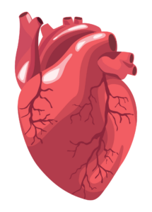 Human Heart Illustration Png