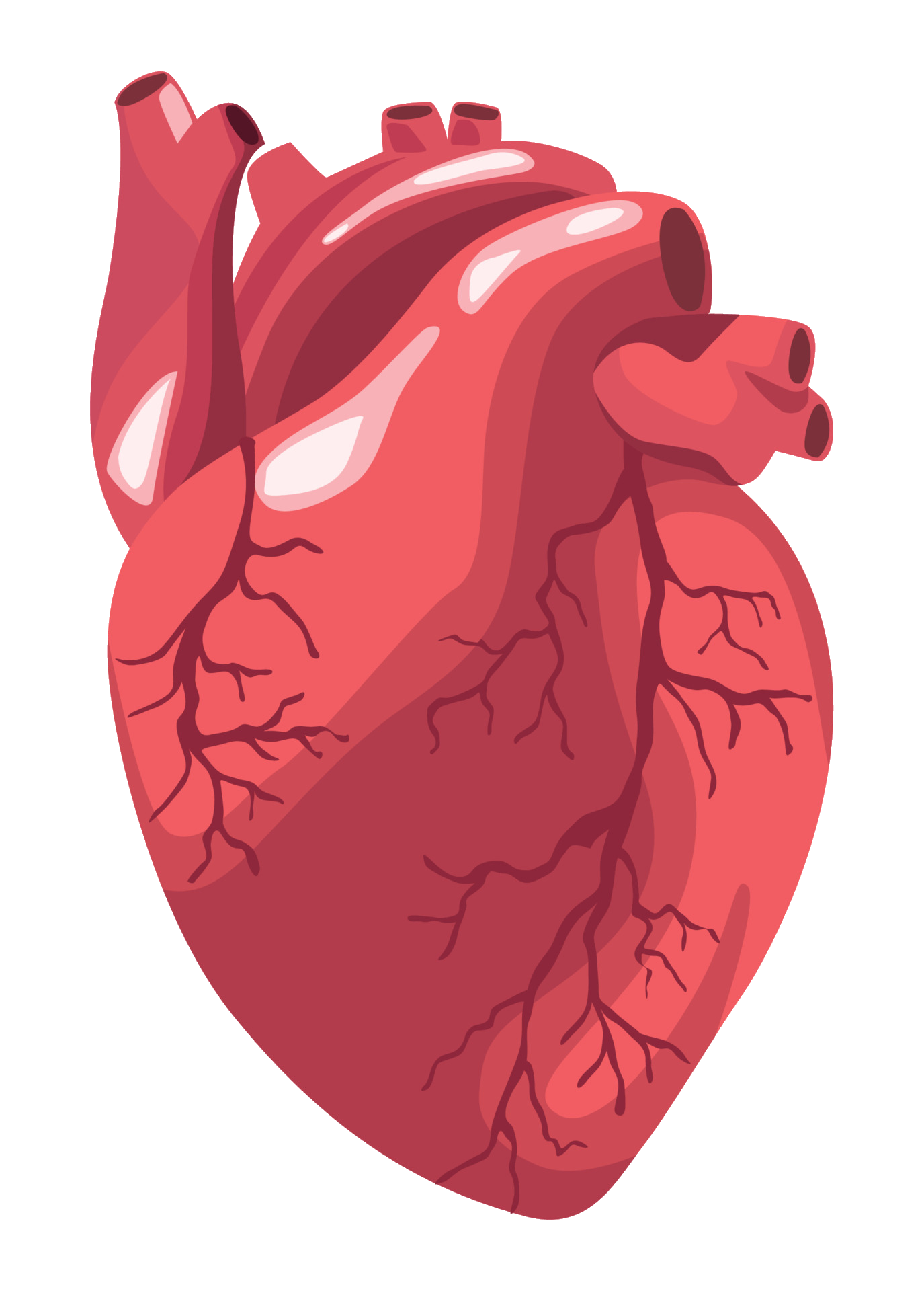 human-heart-46