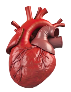 3D Animated Human Heart Png