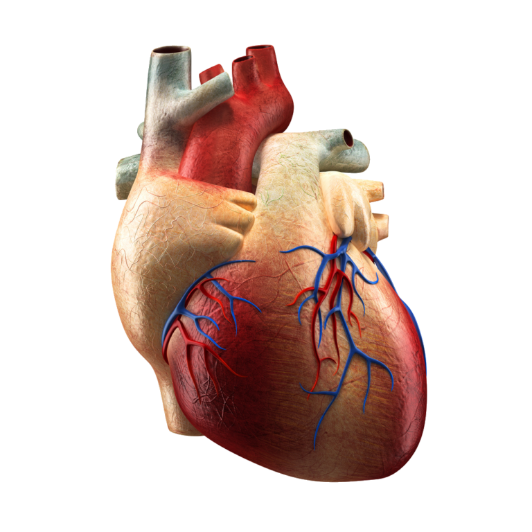 Human Heart PNG Transparent Images Free Download - Pngfre