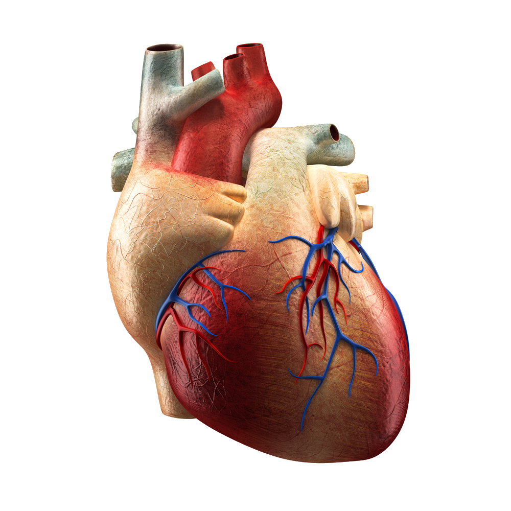 Human Heart PNG Transparent Images Free Download - Pngfre