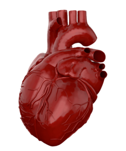 High-resolution Human Heart Png