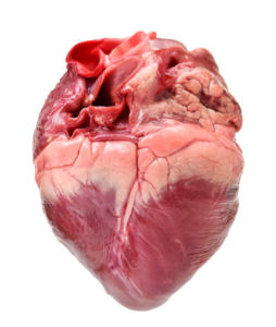 Real Human Heart Png Image