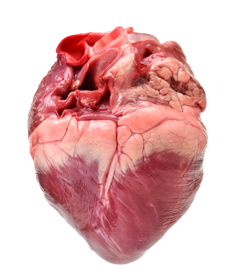 human-heart-51