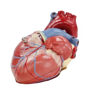 Human Heart Png Image