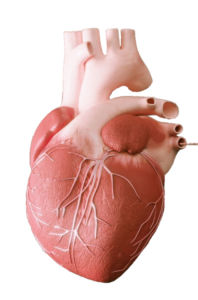 Transparent Human Heart Png