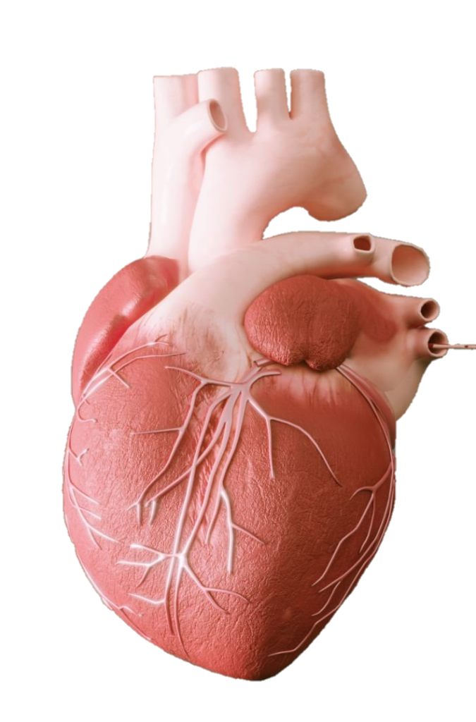 Human Heart PNG Transparent Images Free Download - Pngfre