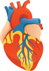 Human Heart Diagram Png