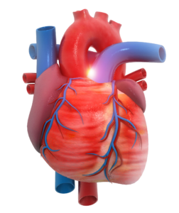 Animated Human Heart Png