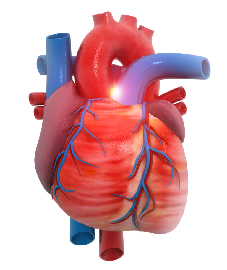 Human Heart PNG Transparent Images Free Download - Pngfre