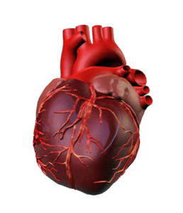 Human Heart Png Image