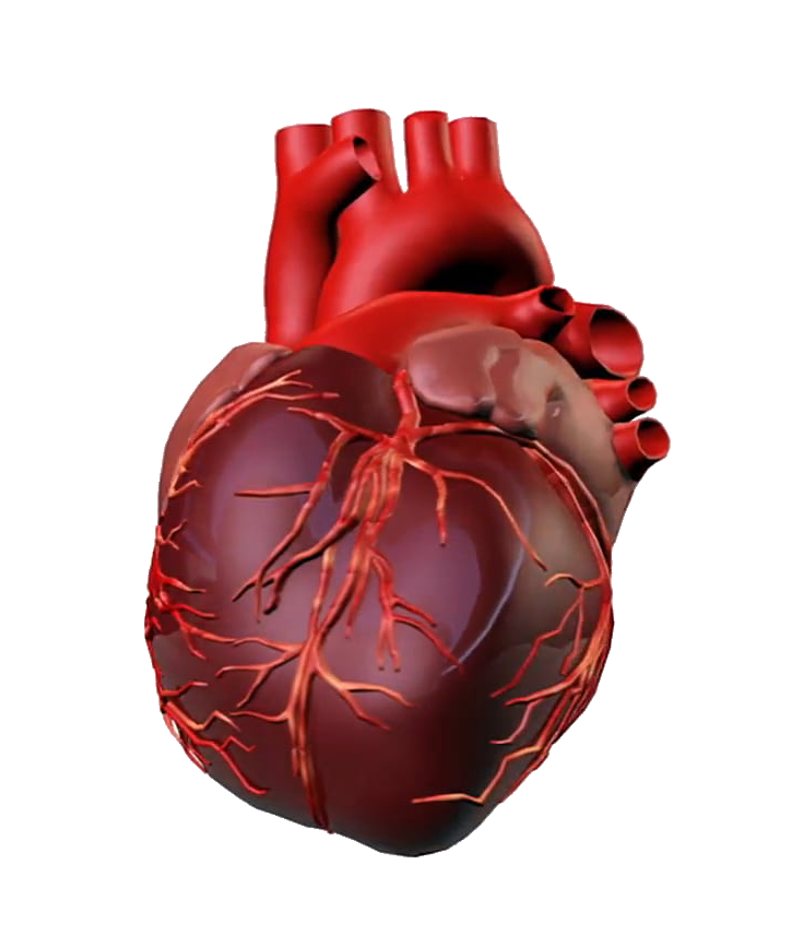 Human Heart PNG Transparent Images Free Download - Pngfre