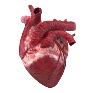 High-Resolution Human Heart Png