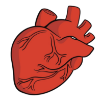 Human Heart PNG Image