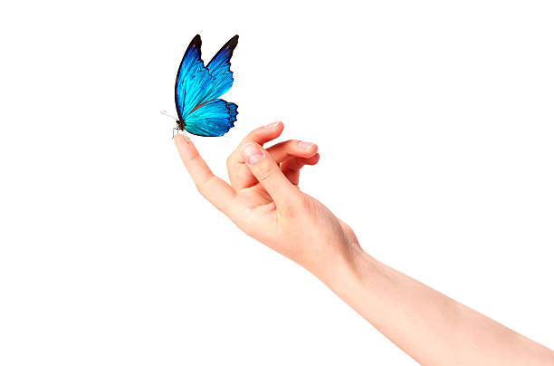 butterfly on woman’s hand. In motion concept isolated