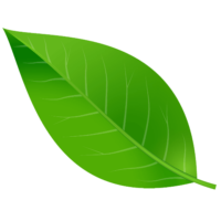Leaf PNG image