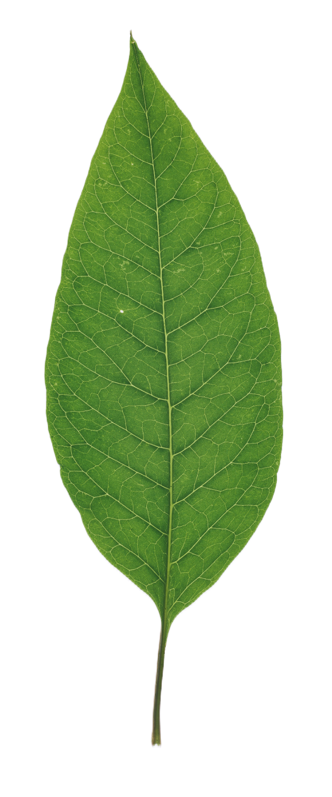 leaf101