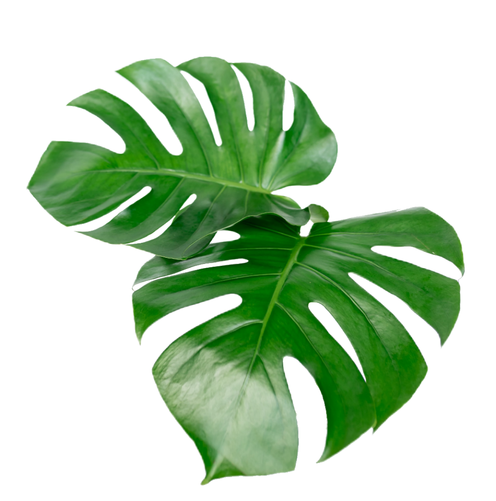 Tropical Leaf PNG