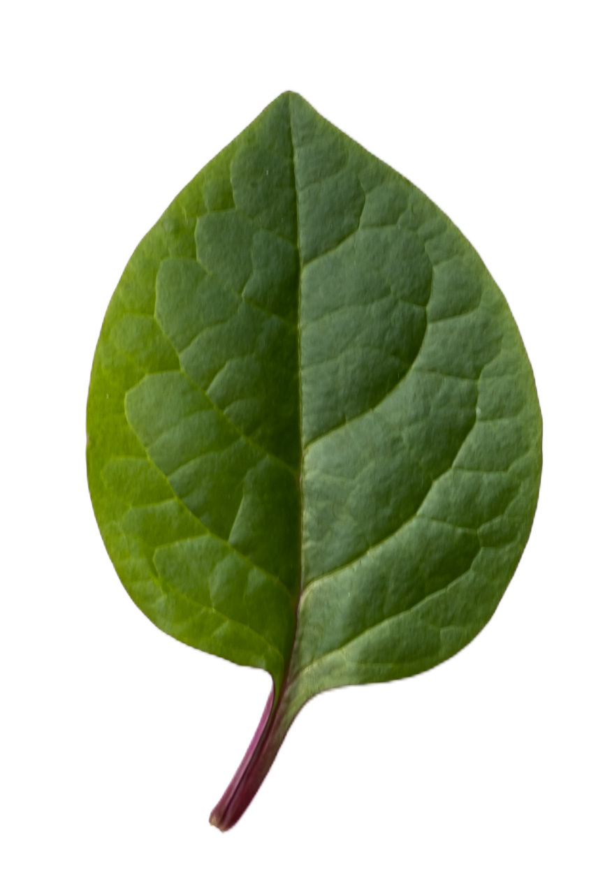 leaf103