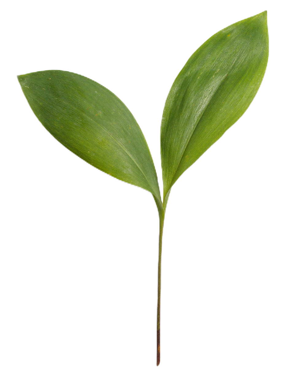 leaf104