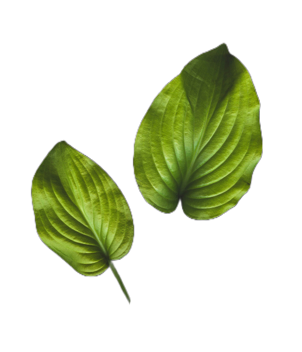 leaf105