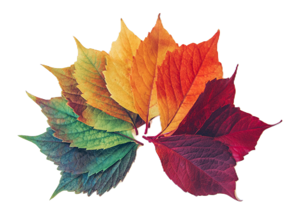 Leaves PNG