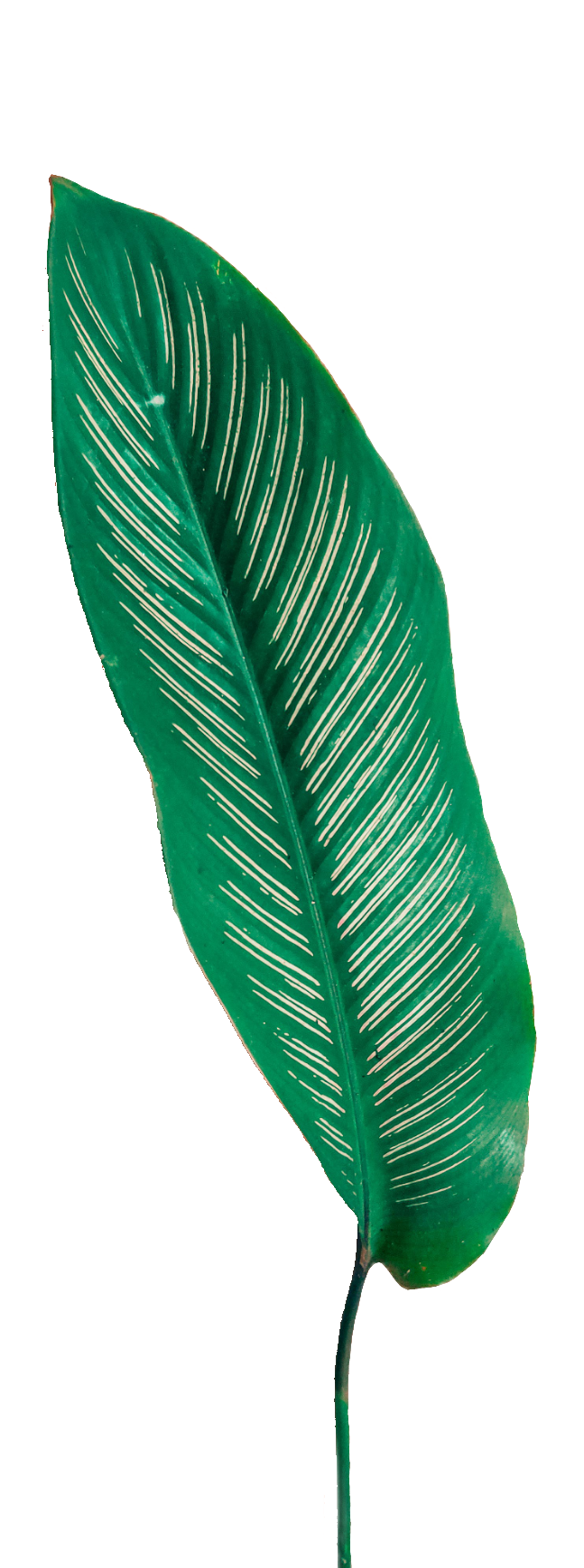 leaf107