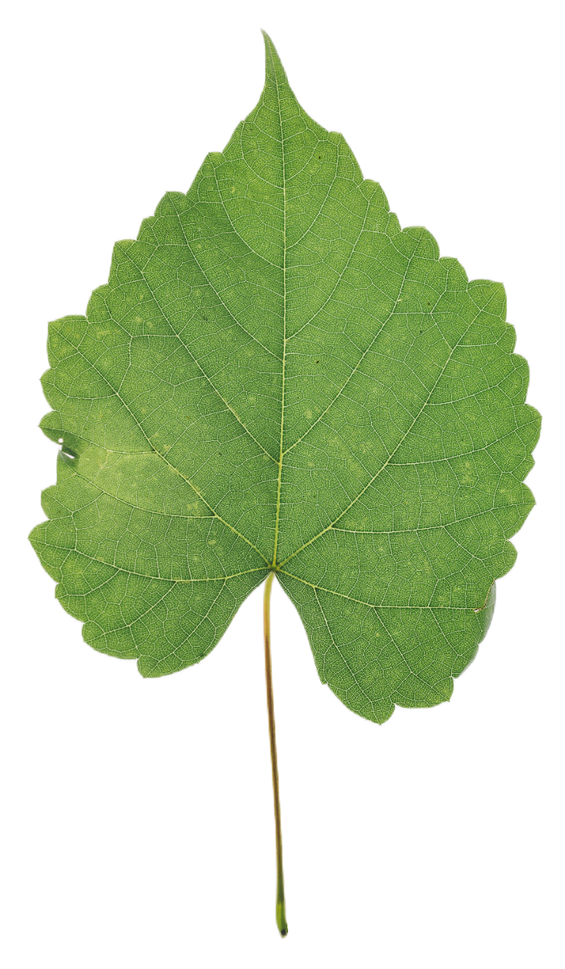 leaf108