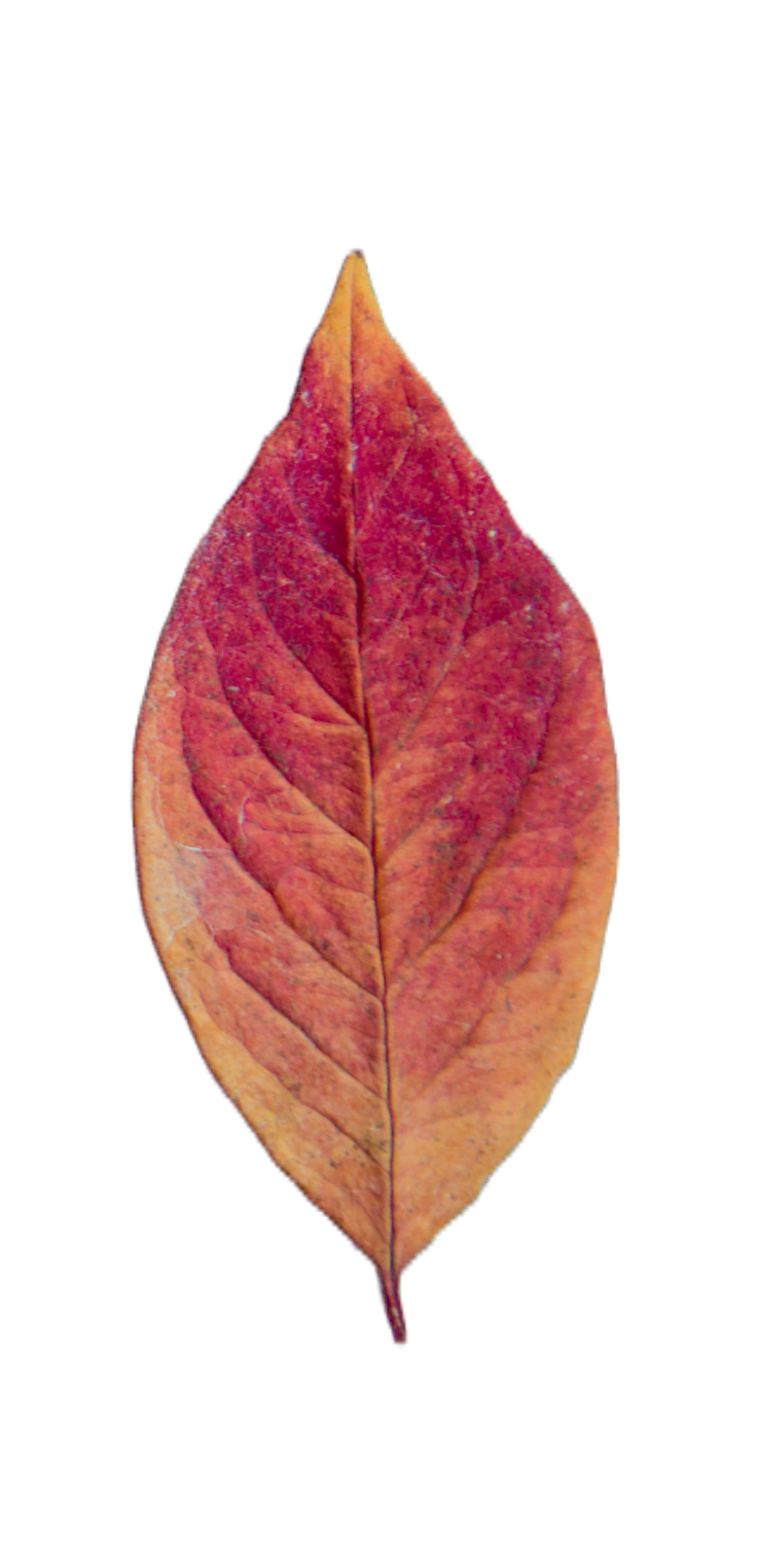leaf109