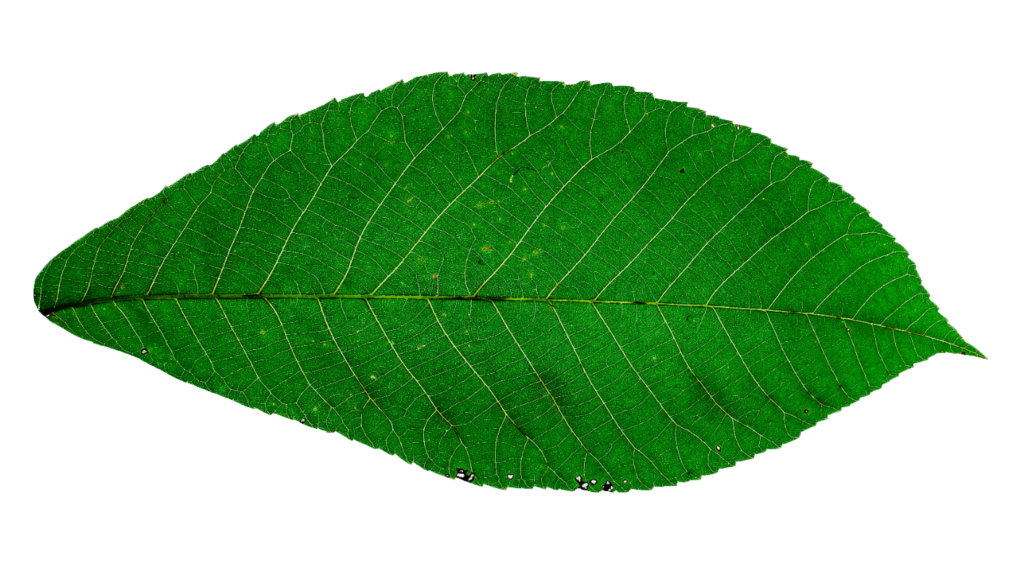 HD Leaf PNG