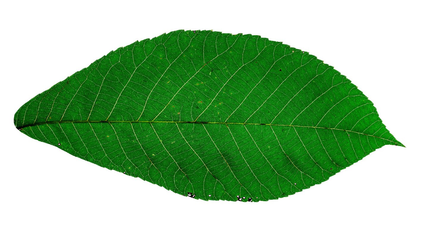 leaf110